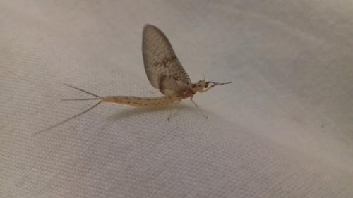 Ephemera glaucops